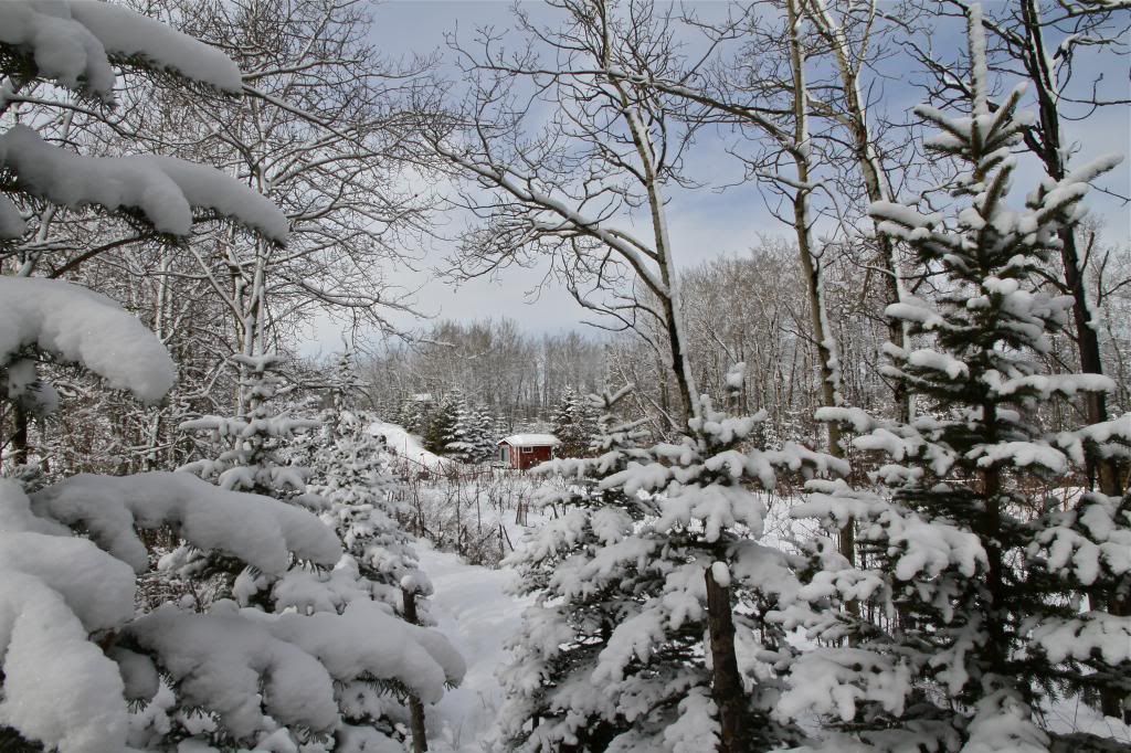 March 3, 2013 photo IMG_7543_zpsf13d1fed.jpg